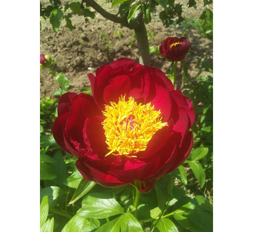 Півонія трав'яниста "Ред Стар" (Р. lactiflora"Red Star")